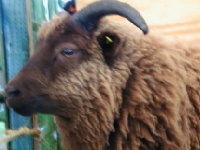 Shetland sheep