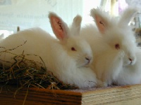 Angora rabbits