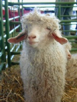 Angora goat